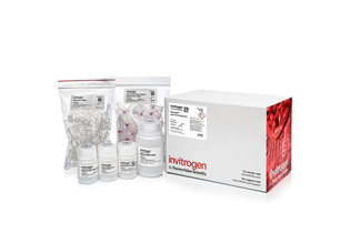 Набор PureLink PCR Purification Kit, Thermo FS