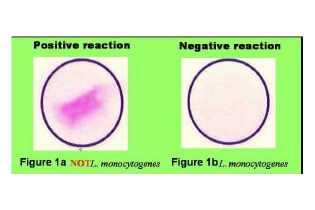Набор для биохимической идентификации Listeria monocytogenes, O.B.I.S., 60 тестов/уп, Thermo FS