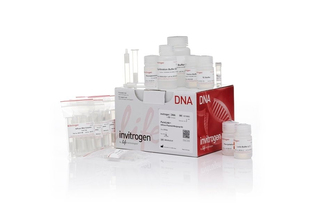 Набор PureLink HiPure Plasmid Miniprep Kit, Thermo FS