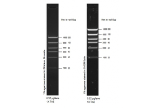 Маркер длин ДНК High DNA Mass Ladder, 6 фрагментов от 1000 до 10 000 п.н., 0,13 мкг/мкл, Thermo FS