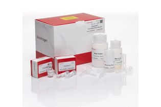 Набор PureLink Viral RNA/DNA Mini Kit, Thermo FS, Thermo FS