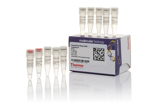 Набор для синтеза первой цепи кДНК с обратной транскриптазой RevertAid, Thermo FS
