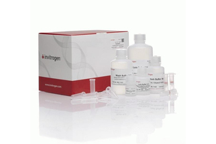 Набор PureLink Total RNA Blood Kit, Thermo FS