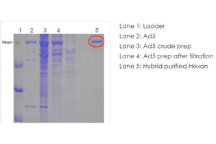 Нативный белок (гексон) аденовируса Native Adenovirus Type 5 hexon protein, Abcam
