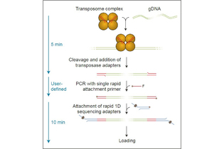 Набор для быстрого мультиплексного секвенирования ДНК с баркодированием образцов методом ПЦР, Rapid PCR Barcoding Kit, Oxford Nanopore Technologies