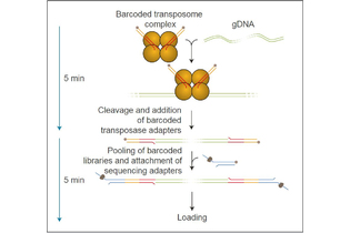 Набор для быстрого мультиплексного секвенирования ДНК, Rapid Barcoding Kit, Oxford Nanopore Technologies
