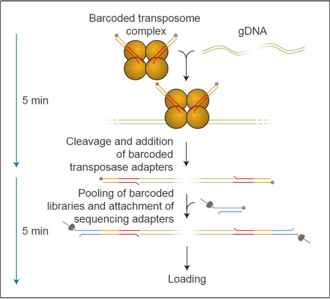 Набор для быстрого мультиплексного секвенирования ДНК, Rapid Barcoding Kit, Oxford Nanopore Technologies