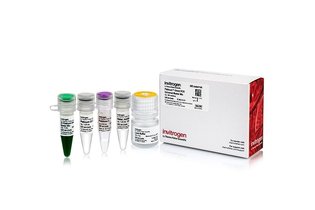 Набор для проведения прямой ПЦР Platinum Direct PCR Universal Master Mix из образцов различного происхождения без предварительного выделения ДНК, Thermo FS