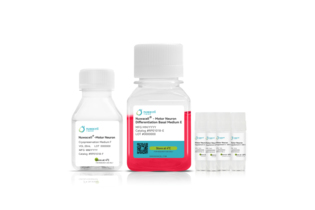 Набор для дифференцировки иПСК в моторные нейроны hPSC-Motor Neuron Differentiation Kit, Nuwacell, Китай