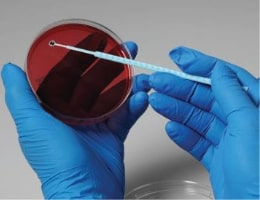 Bacteroides thetaiotaomicron, штамм ATCC 29741, 5 петель, Thermo FS