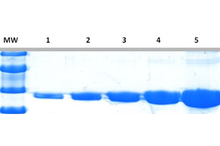 Краситель для белкового фореза InstantBlue Coomassie Protein Stain, Abcam