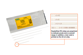 Стрип IPG готовый, 18 см, pH 3-10, 12 шт/уп, Bio-Rad