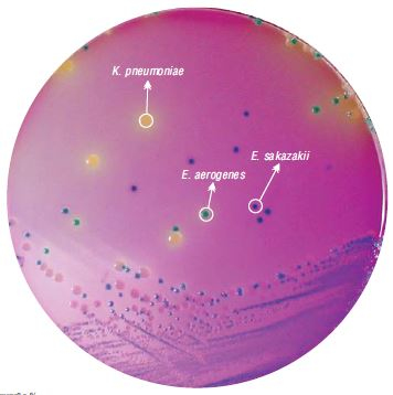 Агар HiCrome для выделения и идентификации Enterobacter sakazakii 100 г (ФСЗ 2009/03705)