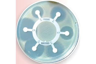 Гексадиски Haemophilus 7 для Haemophilus influenzae (10 гексадисков)