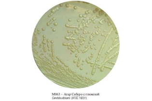 Агар Сабуро декстрозный, гранулированный, 500 г (ФСЗ 2009/03709)