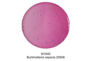 Основа селективного агара для Burkholderia Cepacia 500 г (ФСЗ 2009/03709)