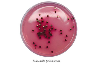 Сорбитол-агар для выделения и дифференциации E.coli 0157:Н7 и других энтеробактерий 0,25 кг