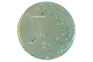 Агар HiCrome для обнаружения и подсчета E. coli 500 г (ФСЗ 2009/03705)