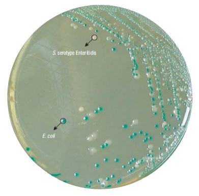 Агар HiCrome для обнаружения и подсчета E. coli 500 г (ФСЗ 2009/03705)