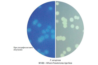 Основа ХайФлюоро агара для Pseudomonas aeruginosa 100 г (ФСЗ 2009/03705)