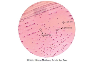 Основа агара МакКонки с сорбитом HiCrome для энтеротоксигенных E.coli 500 г (ФСЗ 2009/03705)