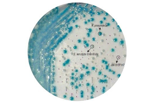 Агар HiCrome для выделения и дифференциации E.coli O157:H7 100 г (ФСЗ 2009/03705)