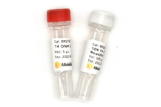 ДНК-лигаза T4, 400 е.а./мкл, ABclonal