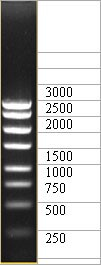 ДНК-маркер 3000/8С, 8 фрагментов от 250 до 3000 п.н., концентрат 0,5 мг/мл, Диаэм