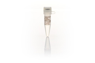 Протеиназа К, рекомбинантная, PCR-grade, 20 мг/мл, Thermo FS