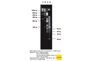 Агароза, низкий EEO, MS-8, Molecular Screening, повышенная четкость разделения фрагментов менее 1200 п.н., diaGene