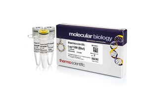 Эндонуклеаза рестрикции Lsp1109I (BbvI), 5 е.а./мкл, Fermentas, Thermo FS