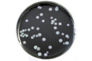 Агар селективный MWY для Legionella, чашки Петри 90 мм, 10 шт/уп, Thermo FS