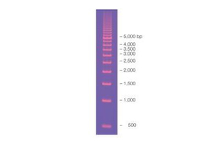 Маркер длин ДНК EZ Load 500bp, 16 фрагментов от 500 до 8000 п.н., готовый к применению, 0,08 мкг/мкл, Bio-Rad