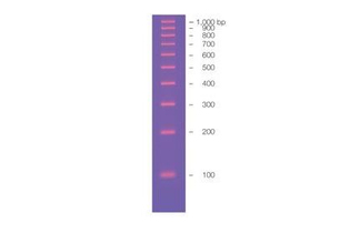 Маркер длин ДНК EZ Load 100 bp, 10 фрагментов от 100 до 1000 п.н., готовый к применению, 0,05 мкг/мкл, Bio-Rad