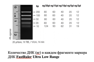 Маркер длин ДНК FastRuler Ultra Low Range, 5 фрагментов от 10 до 200 п.н., готовый к применению, Thermo FS