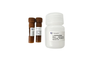 Набор для определения апоптоза Annexin V-PE/7-AAD Apoptosis Detection Kit A213, Vazyme, Китай