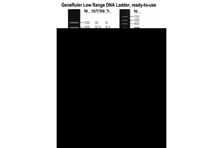 Маркер длин ДНК GeneRuler Low Range, 10 фрагментов от 25 до 700 п.н., готовый к применению, 0,1 мкг/мкл, Thermo FS